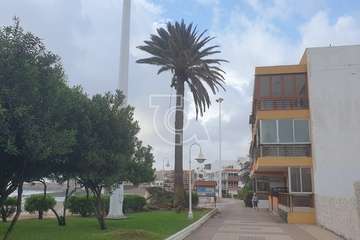 Poda y limpieza de las palmeras de Salinetas y Clavellinas/TA.